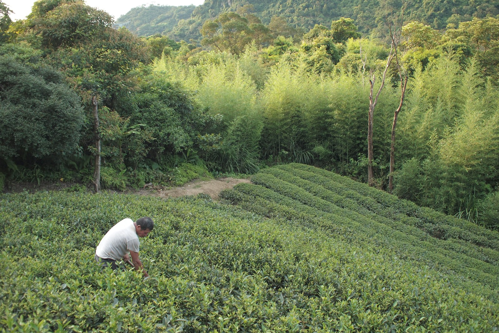 man in white t-shirt standing on green grass field during daytime